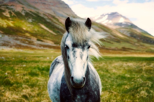 islandský poník.jpg